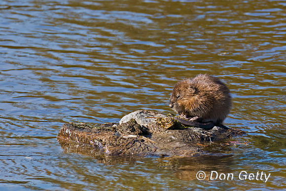 Muskrat