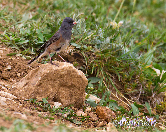 Junco_DE_MG_6542