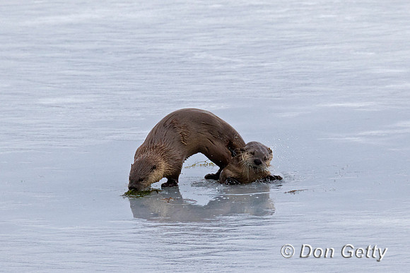 River Otter