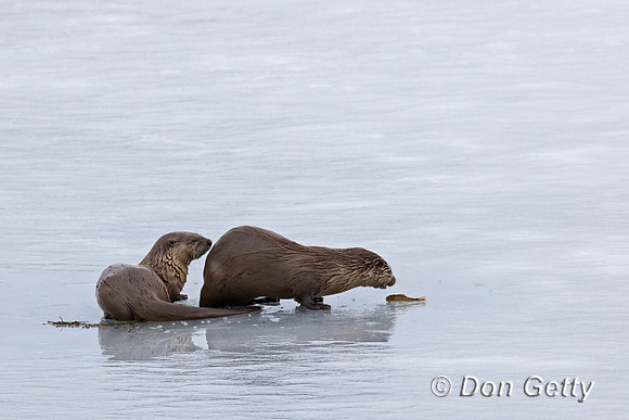 River Otter
