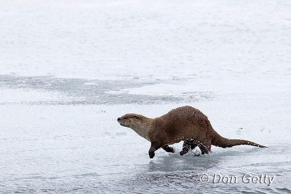 River Otter