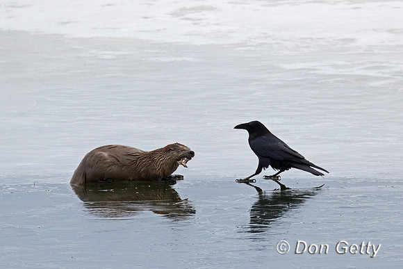River Otter