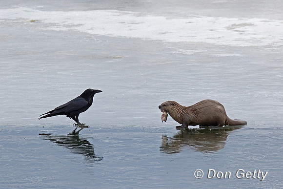River Otter