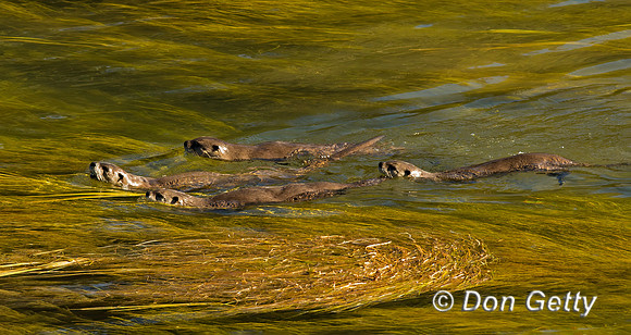 Otter_River_45T7765