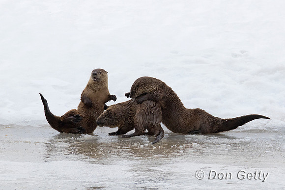 River Otter