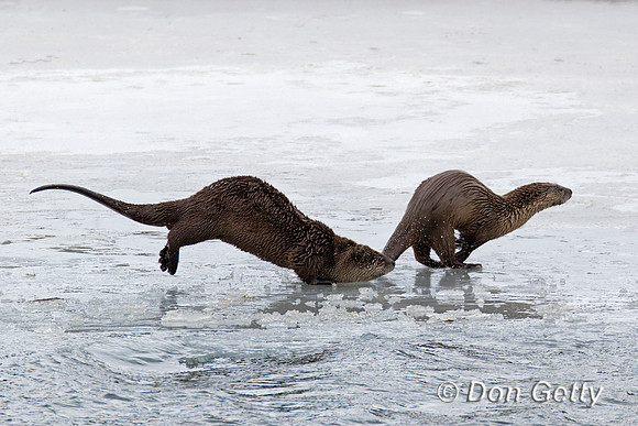 River Otter