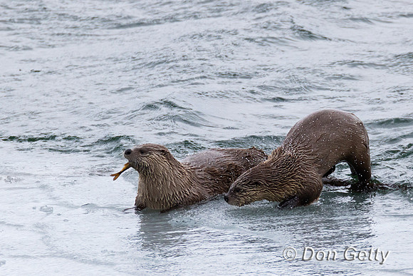 River Otter