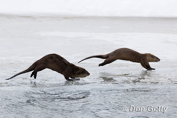 River Otter