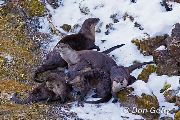 Otter_River_45T7818