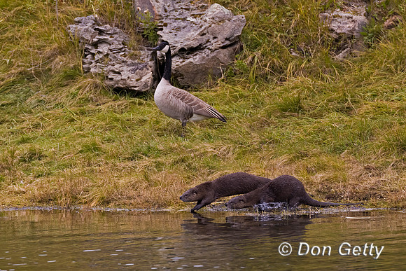 River Otter
