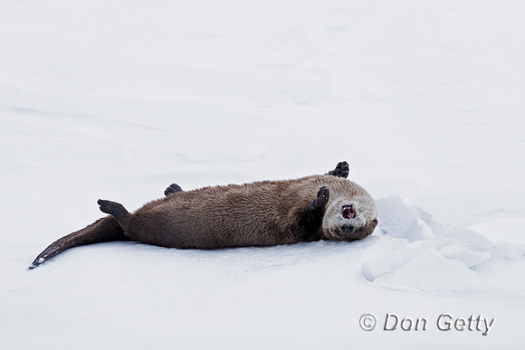 Otter_River_A96I5228