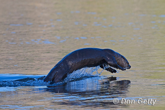 River Otter