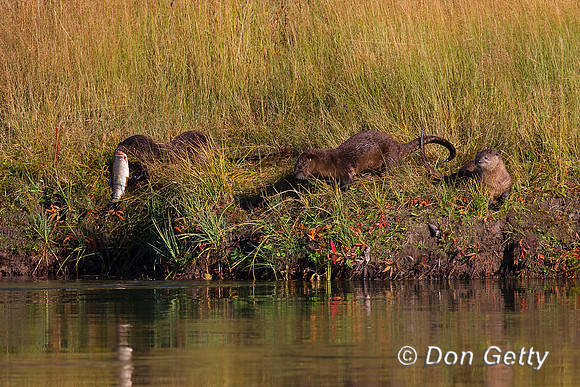 River Otter