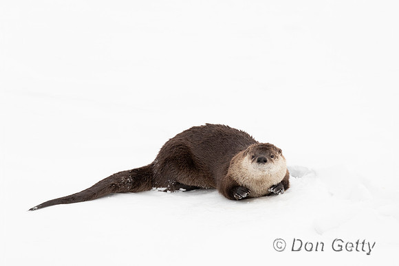 Otter_River_A96I5242