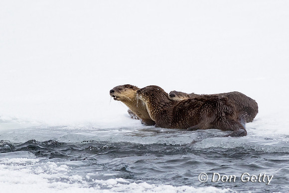Otter_River_C8A3039
