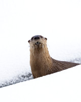 Otter, River