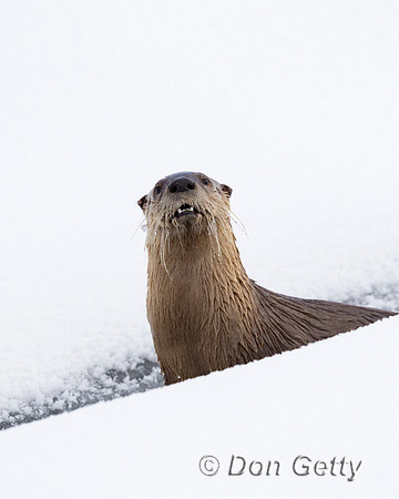 Otter_River_C8A3006