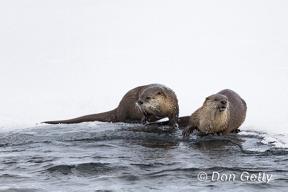 Otter_River_C8A3201
