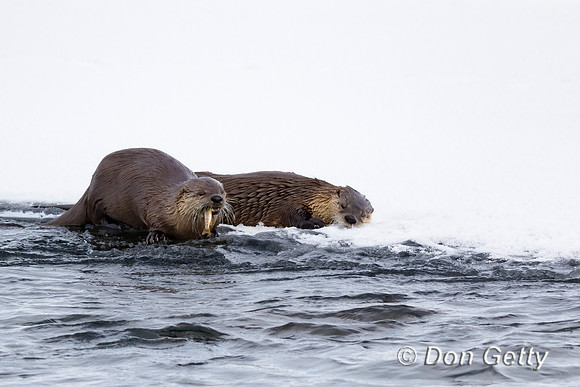 Otter_River_C8A3278