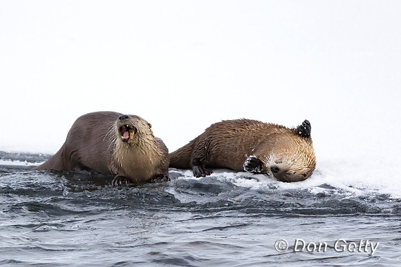 Otter_River_C8A3289