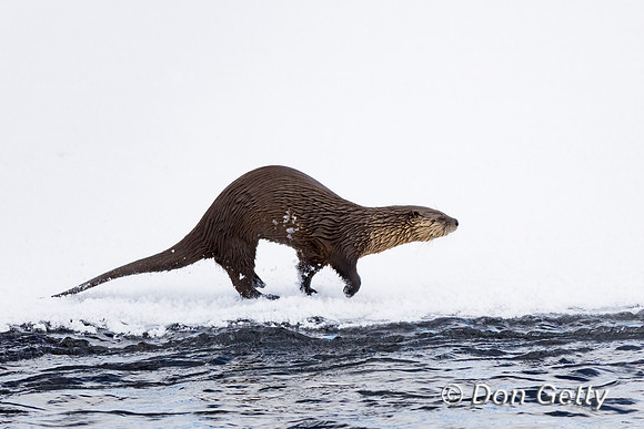 Otter_River_C8A3385