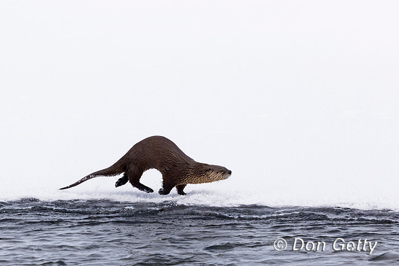 Otter_River_C8A3471