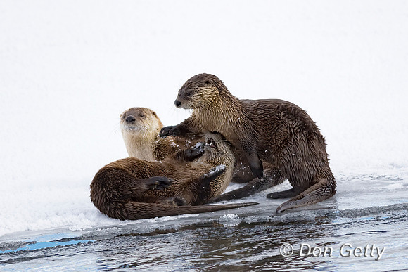 Otter_River_C8A3674