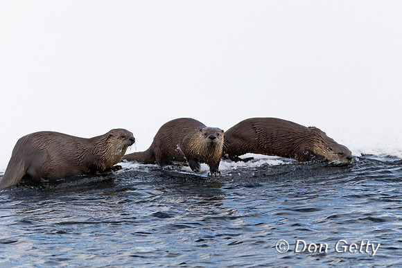 Otter_River_C8A3401