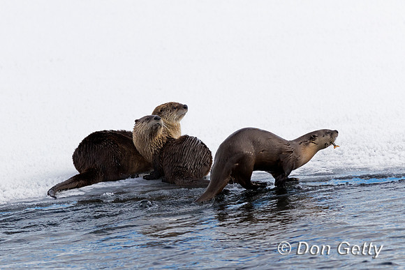 Otter_River_C8A3644
