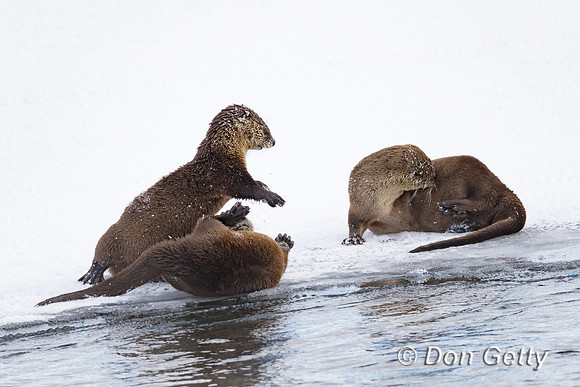 Otter_River_C8A3749