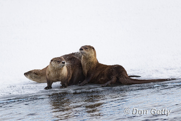 Otter_River_C8A3812