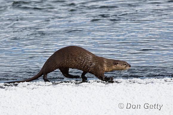 Otter_River_C8A3944