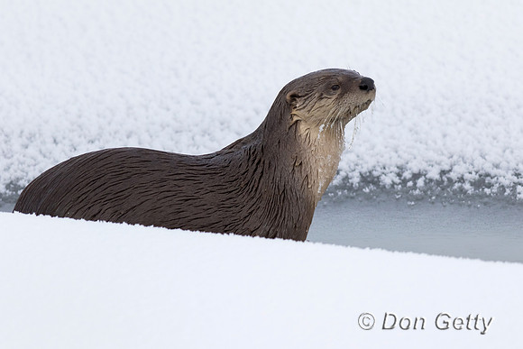Otter_River_C8A4052