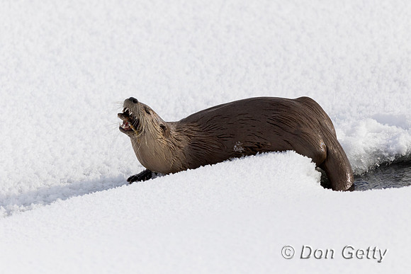 Otter_River_C8A3993
