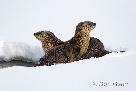 Otter_River_C8A4178