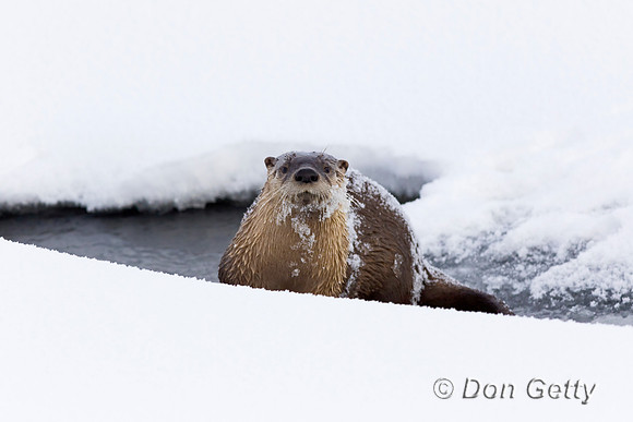Otter_River_C8A4201