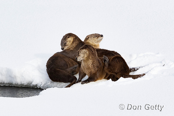 Otter_River_C8A4386
