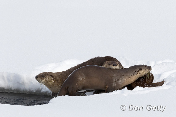 Otter_River_C8A4416