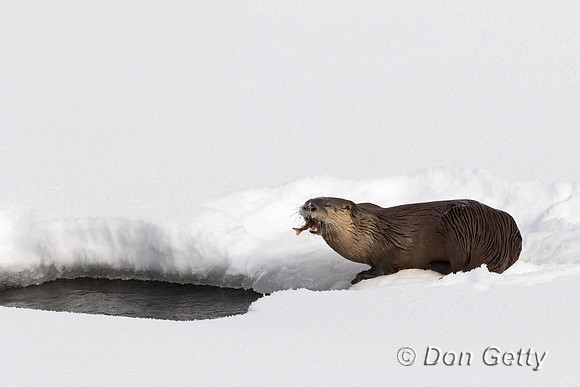 Otter_River_C8A4429