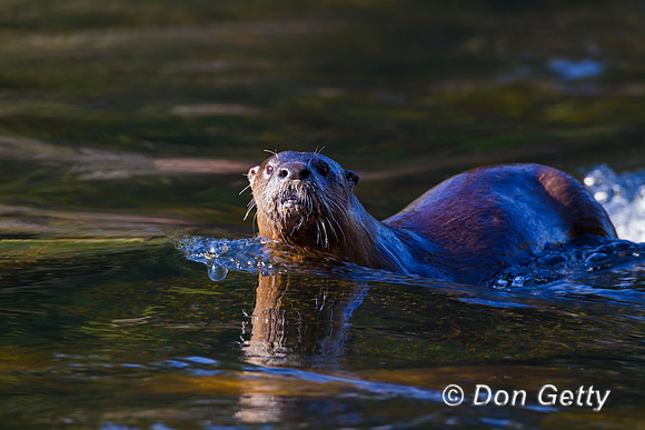 River Otter