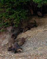 Otter_River_DSC07444