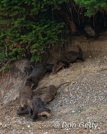 Otter_River_DSC07444