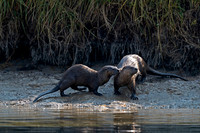 Otter_River_DSC07323