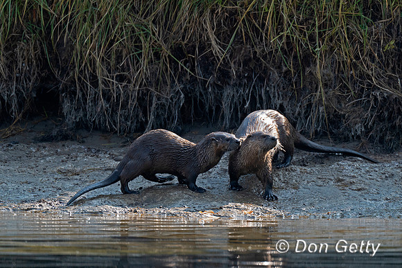 Otter_River_DSC07323