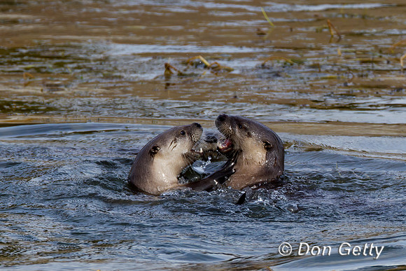 Otter_River_Z2F8036