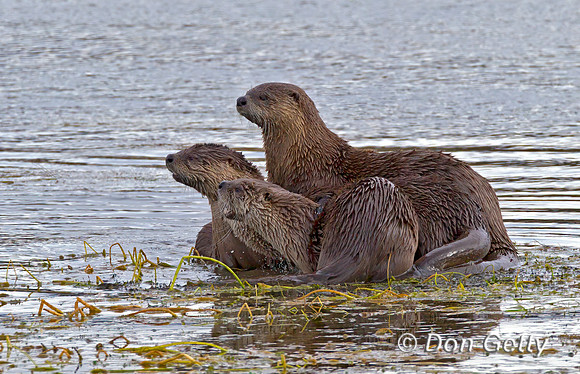 Otter_River_Z2F8506