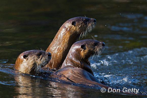 River Otter