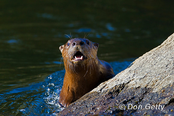 River Otter
