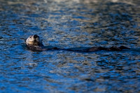 Sea Otter