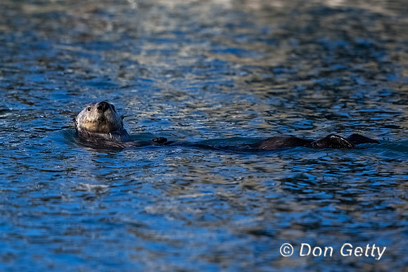 Sea Otter